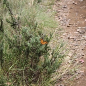 Heteronympha penelope at Namadgi National Park - 24 Feb 2024 12:15 PM