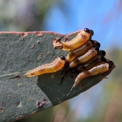 Lophyrotoma interrupta (Cattle Poisoning Sawfly) at Lions Youth Haven - Westwood Farm - 23 Feb 2024 by HelenCross