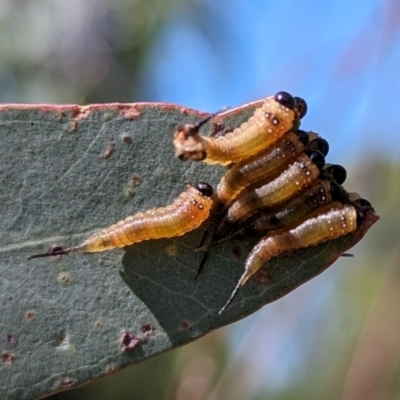 Lophyrotoma interrupta (Cattle Poisoning Sawfly) at Lions Youth Haven - Westwood Farm A.C.T. - 23 Feb 2024 by HelenCross