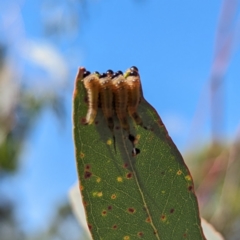 Lophyrotoma interrupta at Lions Youth Haven - Westwood Farm A.C.T. - 24 Feb 2024