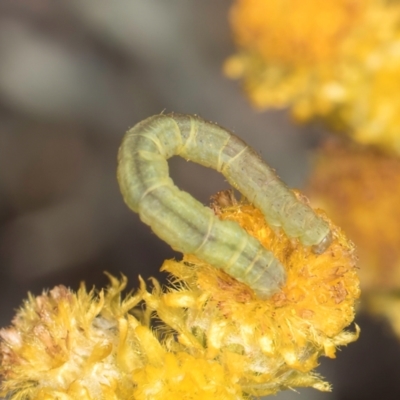 Lepidoptera unclassified IMMATURE (caterpillar or pupa or cocoon) at Latham, ACT - 24 Feb 2024 by kasiaaus