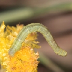 Lepidoptera unclassified IMMATURE moth at Blue Devil Grassland, Umbagong Park (BDG) - 24 Feb 2024