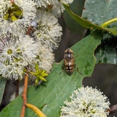 Eristalinus punctulatus at Kosciuszko National Park - 23 Feb 2024 08:41 AM