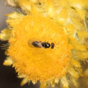 Unidentified Wasp (Hymenoptera, Apocrita) at suppressed by kasiaaus