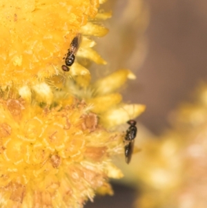 Chalcidoidea (superfamily) at Latham, ACT - 24 Feb 2024