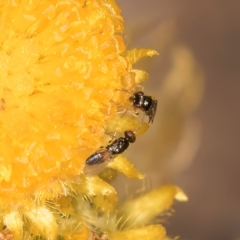 Chalcidoidea (superfamily) at Latham, ACT - 24 Feb 2024