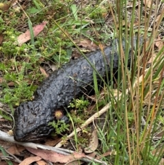 Tiliqua rugosa (Shingleback Lizard) at Bungendore, NSW - 24 Feb 2024 by yellowboxwoodland