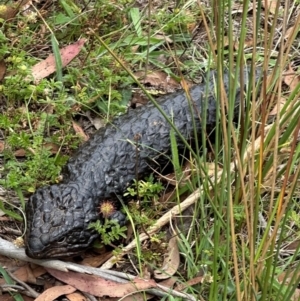 Tiliqua rugosa at QPRC LGA - suppressed