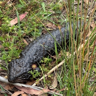 Tiliqua rugosa (Shingleback Lizard) at Bungendore, NSW - 24 Feb 2024 by yellowboxwoodland