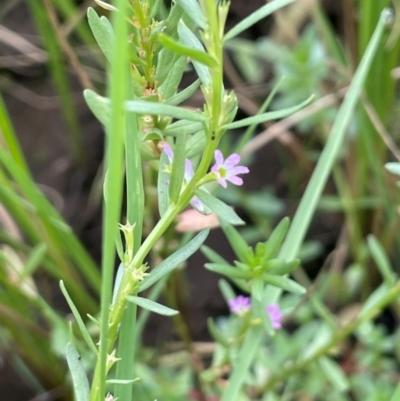 Lythrum hyssopifolia (Small Loosestrife) at Breadalbane, NSW - 24 Feb 2024 by JaneR