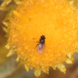 Muscoidea (super family) at Latham, ACT - 24 Feb 2024