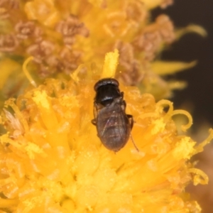 Calyptrate (subsection) at Blue Devil Grassland, Umbagong Park (BDG) - 24 Feb 2024