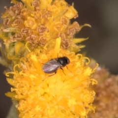 Calyptrate (subsection) at Blue Devil Grassland, Umbagong Park (BDG) - 24 Feb 2024