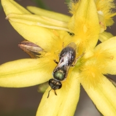 Lasioglossum (Homalictus) urbanum (Furrow Bee) at Latham, ACT - 24 Feb 2024 by kasiaaus