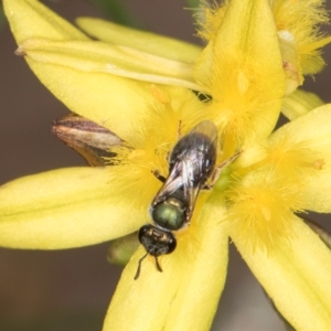 Lasioglossum (Homalictus) urbanum at Blue Devil Grassland, Umbagong Park (BDG) - 24 Feb 2024