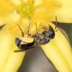 Lasioglossum (Homalictus) urbanum at Blue Devil Grassland, Umbagong Park (BDG) - 24 Feb 2024