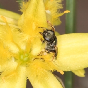 Lasioglossum (Homalictus) urbanum at Blue Devil Grassland, Umbagong Park (BDG) - 24 Feb 2024