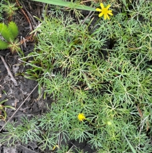 Ranunculus inundatus at Breadalbane, NSW - 24 Feb 2024