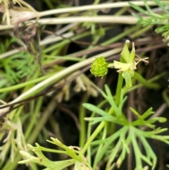 Ranunculus inundatus at Breadalbane, NSW - 24 Feb 2024