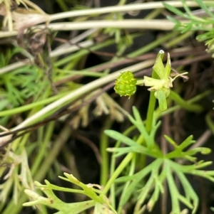 Ranunculus inundatus at Breadalbane, NSW - 24 Feb 2024