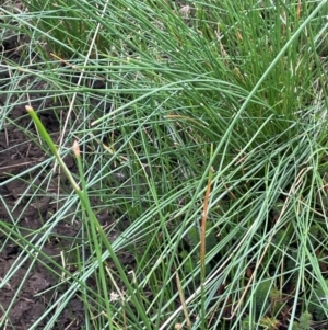 Eleocharis acuta at Breadalbane, NSW - 24 Feb 2024 02:11 PM