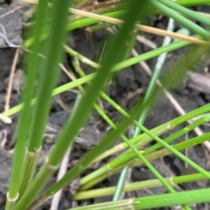 Eleocharis acuta at Breadalbane, NSW - 24 Feb 2024 02:11 PM