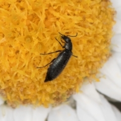 Dasytinae (subfamily) (Soft-winged flower beetle) at Blue Devil Grassland, Umbagong Park (BDG) - 24 Feb 2024 by kasiaaus