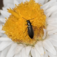 Dasytinae (subfamily) at Latham, ACT - 24 Feb 2024