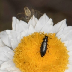 Dasytinae (subfamily) at Latham, ACT - 24 Feb 2024