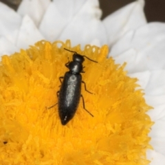 Dasytinae (subfamily) at Latham, ACT - 24 Feb 2024