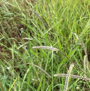 Paspalum dilatatum at Breadalbane, NSW - 24 Feb 2024 02:14 PM