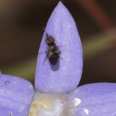 Calyptrate (subsection) (Unidentified house-flies, blow-flies and their allies) at Umbagong District Park - 24 Feb 2024 by kasiaaus