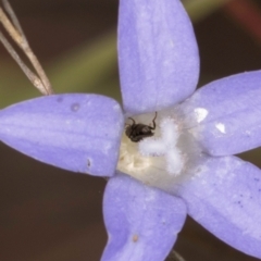 Calyptrate (subsection) at Blue Devil Grassland, Umbagong Park (BDG) - 24 Feb 2024