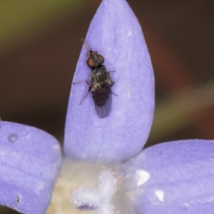 Calyptrate (subsection) at Latham, ACT - 24 Feb 2024 01:36 PM