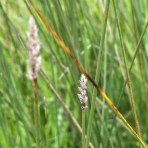 Carex tereticaulis at Breadalbane, NSW - 24 Feb 2024