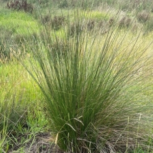 Carex tereticaulis at Breadalbane, NSW - 24 Feb 2024
