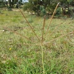 Chloris truncata (Windmill Grass) at Yass River, NSW - 23 Feb 2024 by SenexRugosus