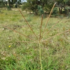 Chloris truncata (Windmill Grass) at Rugosa - 23 Feb 2024 by SenexRugosus
