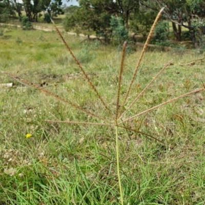 Chloris truncata (Windmill Grass) at Yass River, NSW - 23 Feb 2024 by SenexRugosus