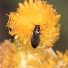 Dasytinae (subfamily) (Soft-winged flower beetle) at Blue Devil Grassland, Umbagong Park (BDG) - 24 Feb 2024 by kasiaaus