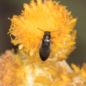 Dasytinae (subfamily) at Blue Devil Grassland, Umbagong Park (BDG) - 24 Feb 2024