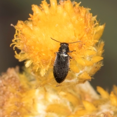 Dasytinae (subfamily) (Soft-winged flower beetle) at Latham, ACT - 24 Feb 2024 by kasiaaus