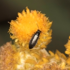 Dasytinae (subfamily) at Latham, ACT - 24 Feb 2024