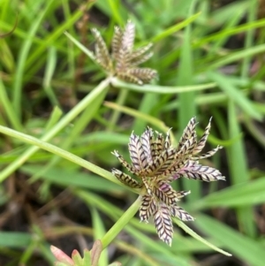 Cyperus sanguinolentus at Breadalbane, NSW - 24 Feb 2024