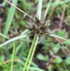 Cyperus sanguinolentus at Breadalbane, NSW - 24 Feb 2024