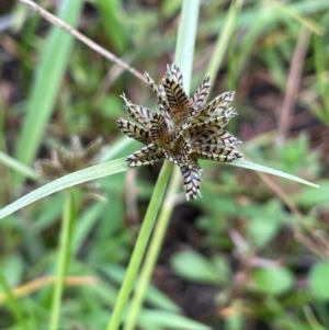 Cyperus sanguinolentus at Breadalbane, NSW - 24 Feb 2024 02:20 PM