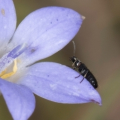 Dasytinae (subfamily) (Soft-winged flower beetle) at Blue Devil Grassland, Umbagong Park (BDG) - 24 Feb 2024 by kasiaaus