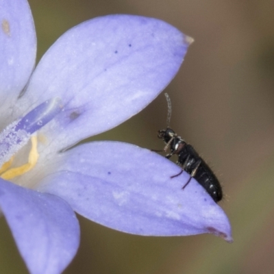 Dasytinae (subfamily) (Soft-winged flower beetle) at Latham, ACT - 24 Feb 2024 by kasiaaus