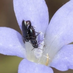 Dasytinae (subfamily) at Blue Devil Grassland, Umbagong Park (BDG) - 24 Feb 2024