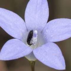 Dasytinae (subfamily) at Blue Devil Grassland, Umbagong Park (BDG) - 24 Feb 2024